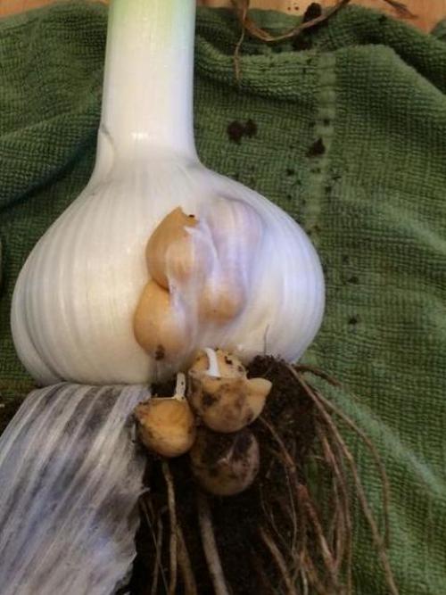 Лучшие сорта озимого чеснока. Сорта чеснока с фотографиями и описанием для открытого грунта