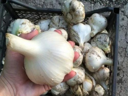 Лучшие сорта озимого чеснока. Сорта чеснока с фотографиями и описанием для открытого грунта