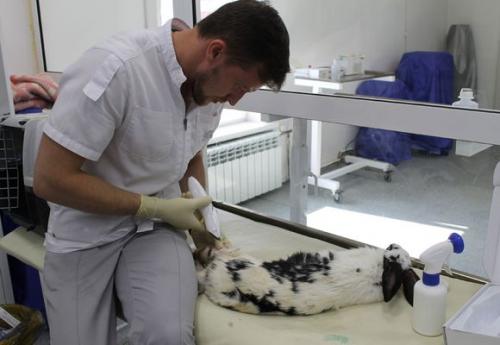 Как определить беременность крольчихи, если она живет в природе. Признаки беременности крольчихи