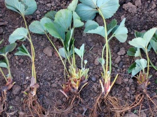 При какой температуре можно пересаживать клубнику осенью. Как правильно пересадить клубнику осенью