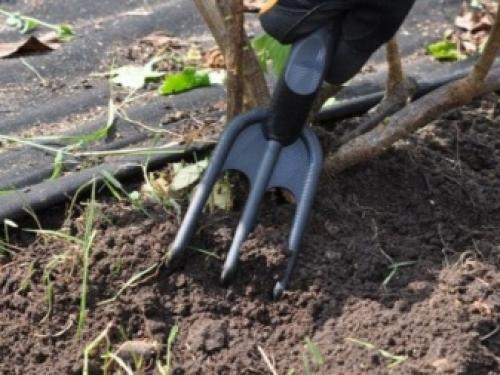 Может ли виноград дозреть после уборки урожая.. Как правильно собирать урожай 09 Может ли виноград дозреть после уборки урожая.. Как правильно собирать урожай 09