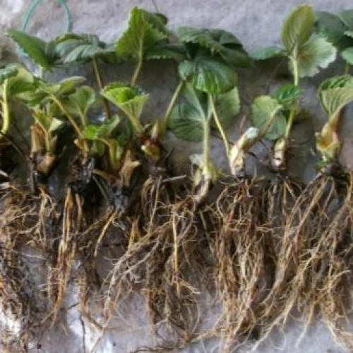 Когда лучше рассаживать клубнику от усов весной или осенью. Лучше пересаживать весной или осенью? 12 Когда лучше рассаживать клубнику от усов весной или осенью. Лучше пересаживать весной или осенью? 12