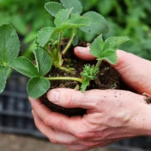 Когда лучше рассаживать клубнику от усов весной или осенью. Лучше пересаживать весной или осенью? 13 Когда лучше рассаживать клубнику от усов весной или осенью. Лучше пересаживать весной или осенью? 13