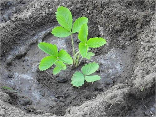 При какой температуре можно пересаживать клубнику осенью. Как правильно пересадить клубнику осенью