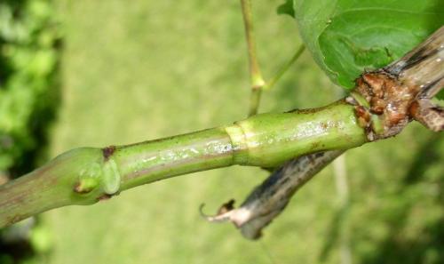 Как ускорить созревание винограда. Можно ли ускорить созревание винограда в августе и как это сделать