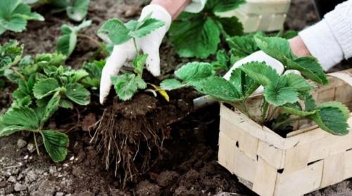 Когда лучше пересаживать клубнику весной или осенью. Когда пересаживать клубнику?