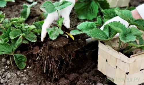 Когда пересаживать клубнику в сибири. Какое лучшее время для посадки
