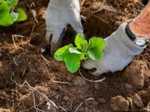 Когда лучше рассаживать клубнику от усов весной или осенью. Лучше пересаживать весной или осенью? 14 Когда лучше рассаживать клубнику от усов весной или осенью. Лучше пересаживать весной или осенью? 14