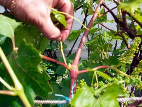 Как ускорить созревание винограда. Можно ли ускорить созревание винограда в августе и как это сделать