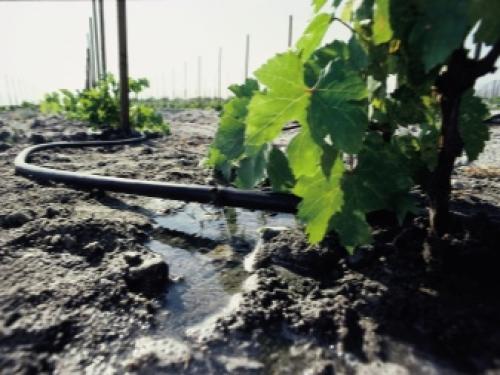 Может ли виноград дозреть после уборки урожая.. Как правильно собирать урожай 10 Может ли виноград дозреть после уборки урожая.. Как правильно собирать урожай 10