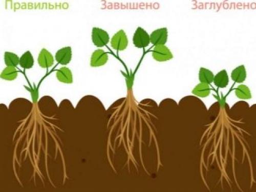 Когда лучше рассаживать клубнику от усов весной или осенью. Лучше пересаживать весной или осенью? 15 Когда лучше рассаживать клубнику от усов весной или осенью. Лучше пересаживать весной или осенью? 15