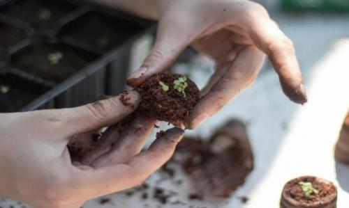 Когда лучше рассаживать клубнику от усов весной или осенью. Лучше пересаживать весной или осенью? 07 Когда лучше рассаживать клубнику от усов весной или осенью. Лучше пересаживать весной или осенью? 07