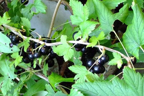 Таблица 1 Гомеопатические препараты смородины черной. Витамины и пробиотики 03 Таблица 1 Гомеопатические препараты смородины черной. Витамины и пробиотики 03