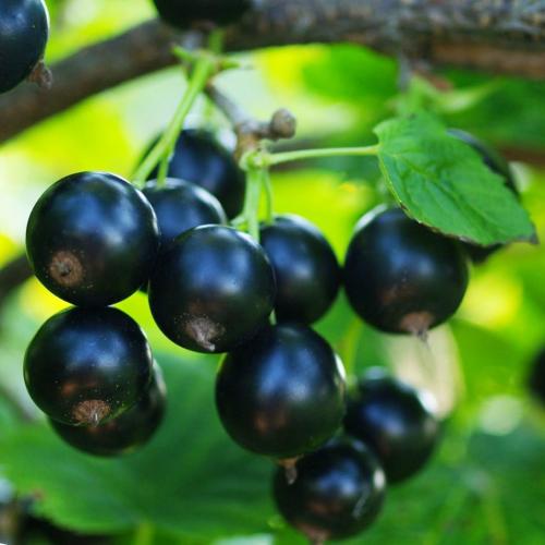 Смородина черная сорта. Лучшие сорта черной смородины по разным критериям