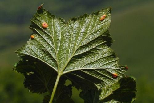 Черная смородина болезни. Чем болеет черная смородина и какие вредители портят куст?