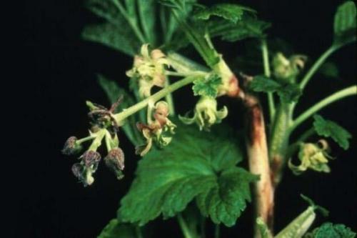 Черная смородина болезни. Чем болеет черная смородина и какие вредители портят куст?