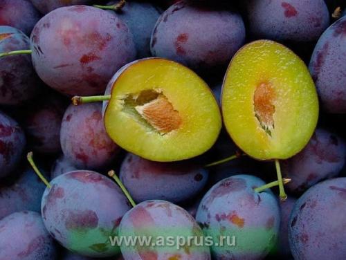 Какие методы высушивания сливы наиболее эффективны