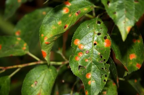 Как предотвратить появление пятен на сливе после высушивания. Поражение грибками