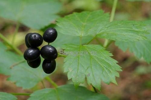 Что такое ягода кислая красная