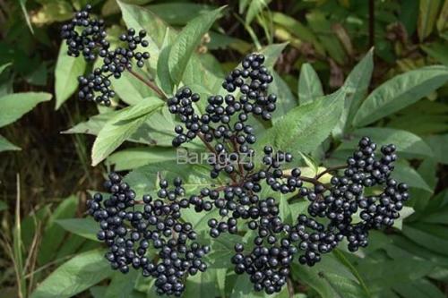 Что такое ягода кислая красная