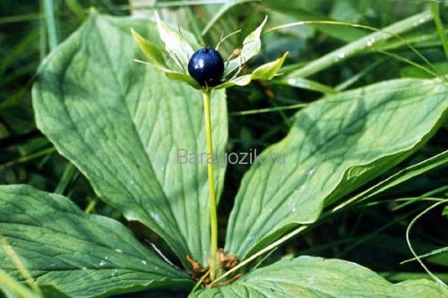 Что такое ягода кислая красная