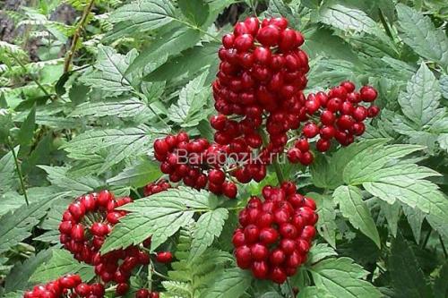 Что такое ягода кислая красная