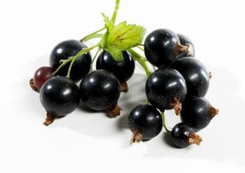 Какие компоненты черной смородины могут быть опасными для здоровья. Польза черной смородины для организма