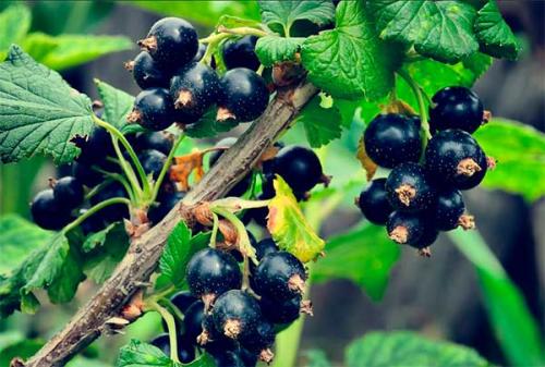 Как часто можно употреблять черную смородину без риска для здоровья