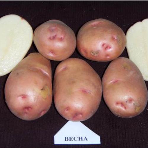 Какие бывают сорта картофеля на сегодняшний день. Урожайные сорта картофеля 2022 — описание с фото