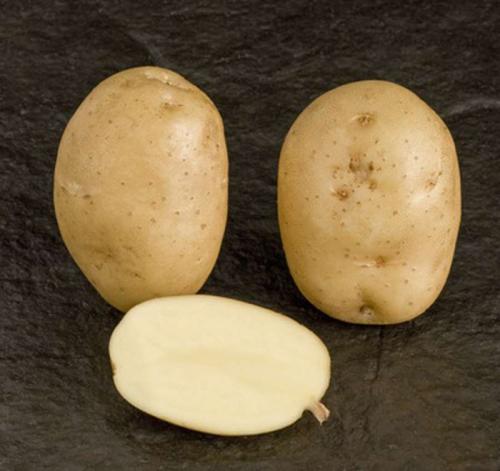 Какие бывают сорта картофеля на сегодняшний день. Урожайные сорта картофеля 2022 — описание с фото