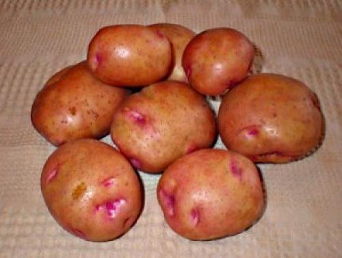 Ранние сорта картофеля для Юга украины. Сорта картофеля для Юга Украины: фото и описание