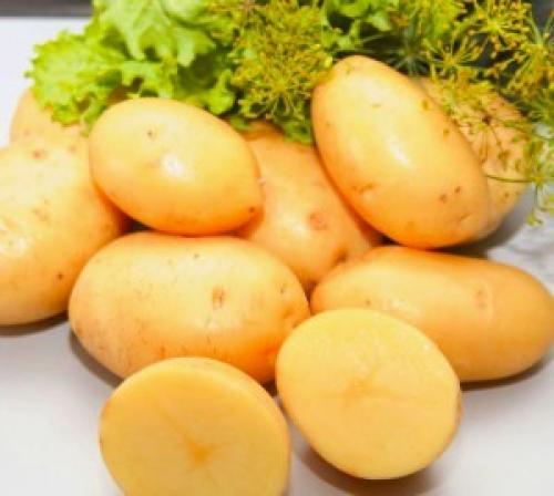 Ранние сорта картофеля для Юга украины. Сорта картофеля для Юга Украины: фото и описание