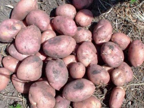 Какие бывают сорта картофеля на сегодняшний день. Урожайные сорта картофеля 2022 — описание с фото