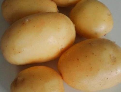 Ранние сорта картофеля для Юга украины. Сорта картофеля для Юга Украины: фото и описание