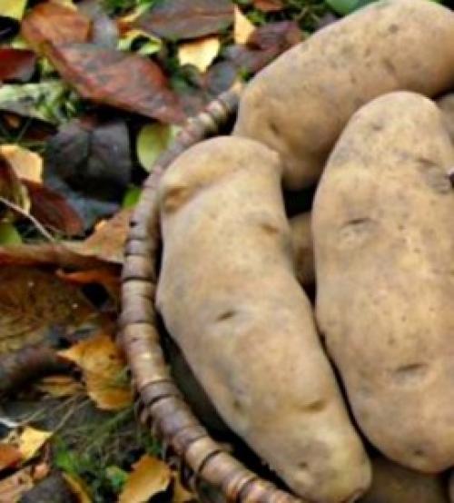 Ранние сорта картофеля для Юга украины. Сорта картофеля для Юга Украины: фото и описание