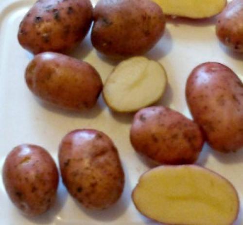 Ранние сорта картофеля для Юга украины. Сорта картофеля для Юга Украины: фото и описание