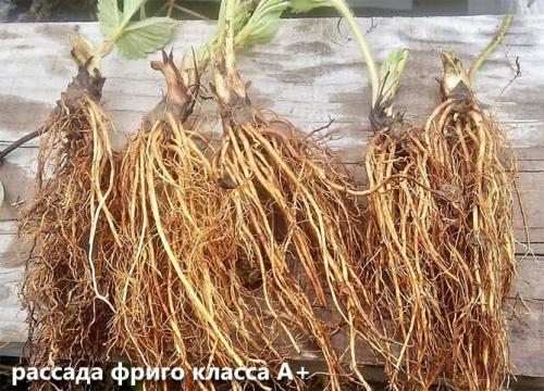 Как правильно сажать клубнику. Посадка клубники в открытый грунт осенью, весной, в августе – сроки, схема высадки