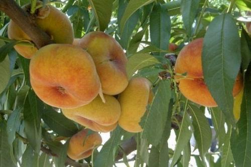 Инжирный персик дерево. Всё об инжирном персике: от посадки до приготовления