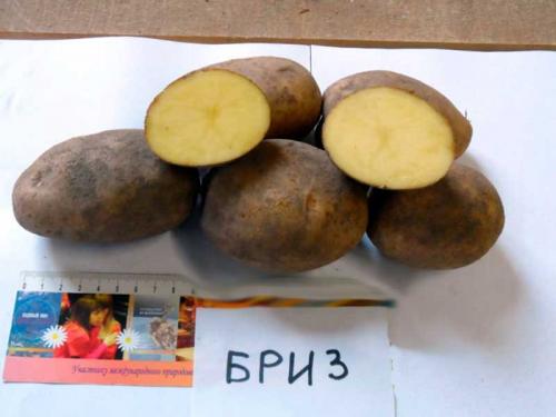 Картофель люцилла. Сорта картофеля по алфавиту фото и описание