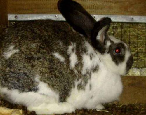 Сколько детёнышей рождается у кроликов за один раз. Сколько может крольчат принести за год крольчиха