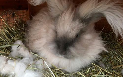 Как обеспечить здоровый и успешный роды у кроликов. Сколько крольчиха вынашивает крольчат и как за ней ухаживать?