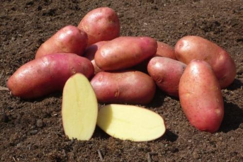 Распространенные сорта красного картофеля. Преимущества и недостатки красных сортов картофеля