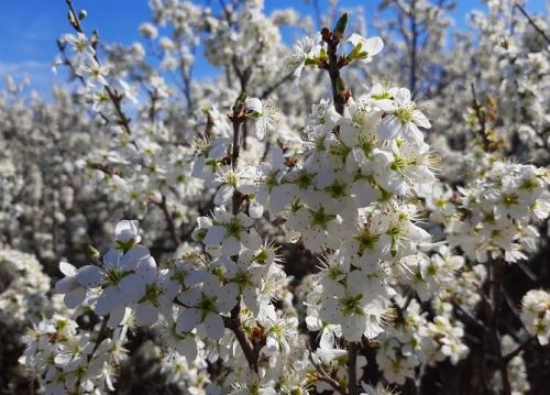 Терн, что из него делают. Терн — описание, полезные свойства, применение, рецепты для здоровья и красоты