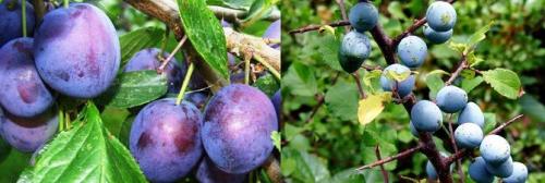 Терн, что из него делают. Терн — описание, полезные свойства, применение, рецепты для здоровья и красоты