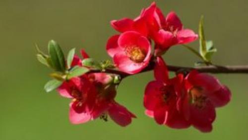 Айва японская посадка и уход в открытом грунте. Правила посадки айвы 21