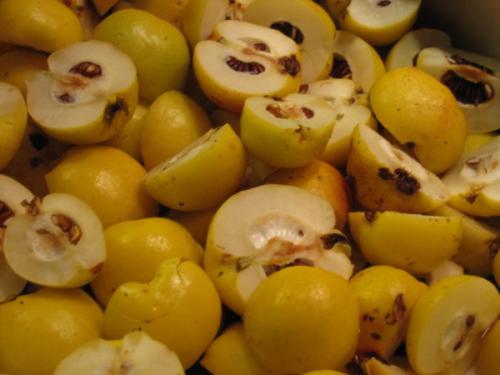 Айва японская посадка и уход в открытом грунте. Правила посадки айвы 18