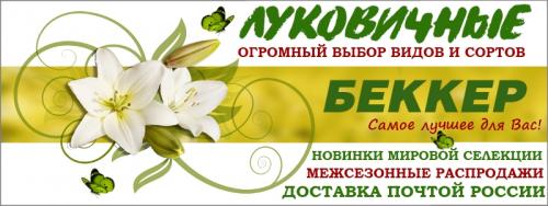 Лук аллиум можно ли употреблять в пищу. 10 съедобных видов лука, которые можно и нужно выращивать у себя на огороде 12 Лук аллиум можно ли употреблять в пищу. 10 съедобных видов лука, которые можно и нужно выращивать у себя на огороде 12
