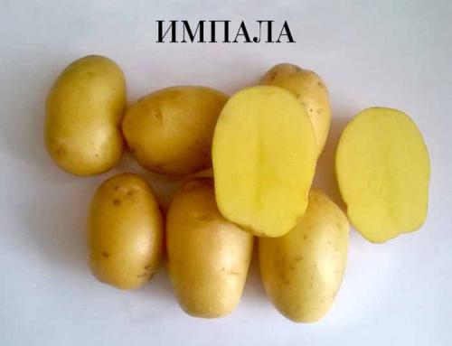 Таблица сортов картофеля. Рассыпчатые сорта картофеля – ТОП-20 2022 года