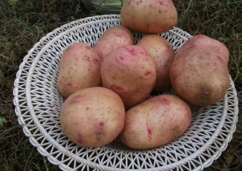 Лучшие сорта картофеля по вкусовым качествам. Рассыпчатые сорта картофеля – ТОП-20 2022 года