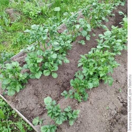 11 сортов картофеля проращиваю к сезону 2021. Картофельный урожай-2021